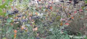 Vând Aronia – Fructe proaspete | Bogate în antioxidanți | Producție locală