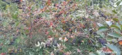 Vând Aronia – Fructe proaspete | Bogate în antioxidanți | Producție locală
