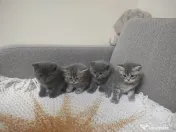 4 Puiuți de British Shorthair își caută căminul potrivit!