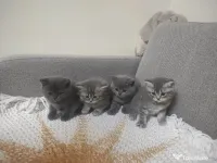 4 puiuți de British Shorthair își caută căminul potrivit! 