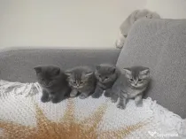 4 puiuți de British Shorthair își caută căminul potrivit!