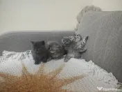 4 Puiuți de British Shorthair își caută căminul potrivit!