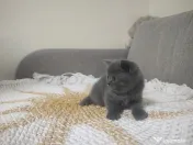 4 Puiuți de British Shorthair își caută căminul potrivit!