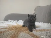 4 Puiuți de British Shorthair își caută căminul potrivit!