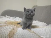 4 Puiuți de British Shorthair își caută căminul potrivit!