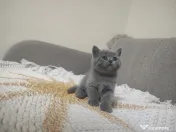 4 Puiuți de British Shorthair își caută căminul potrivit!
