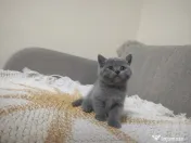 4 Puiuți de British Shorthair își caută căminul potrivit!