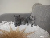 4 Puiuți de British Shorthair își caută căminul potrivit!