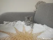4 Puiuți de British Shorthair își caută căminul potrivit!