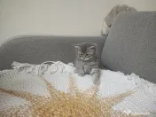 4 Puiuți de British Shorthair își caută căminul potrivit!