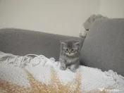 4 Puiuți de British Shorthair își caută căminul potrivit!