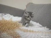 4 Puiuți de British Shorthair își caută căminul potrivit!