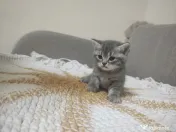 4 Puiuți de British Shorthair își caută căminul potrivit!