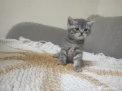 4 Puiuți de British Shorthair își caută căminul potrivit!