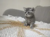 4 Puiuți de British Shorthair își caută căminul potrivit!