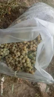 Vând struguri albi soi Noah (Noagă) 
