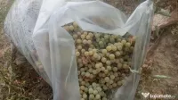 Vând struguri albi soi Noah (Noagă) – 4 lei / kg 