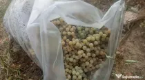 Vând struguri albi soi Noah (Noagă) – 4 lei / kg