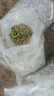 Vând struguri albi soi Noah (Noagă) 