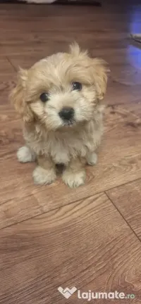 2 pui bichon maltez fetite 