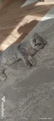 Pisicuța Scottish Fold 