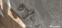 Pisicuța Scottish Fold 