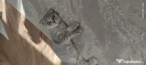 Pisicuța Scottish Fold