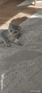 Pisicuța Scottish Fold 