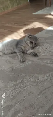 Pisicuța Scottish Fold 
