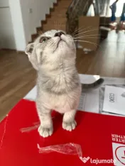 Pisicuța Scottish Fold 