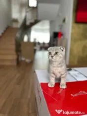 Pisicuța Scottish Fold 