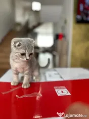 Pisicuța Scottish Fold 