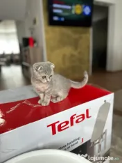 Pisicuța Scottish Fold 