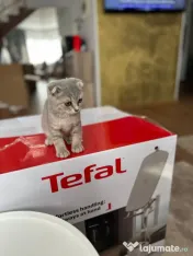 Pisicuța Scottish Fold 