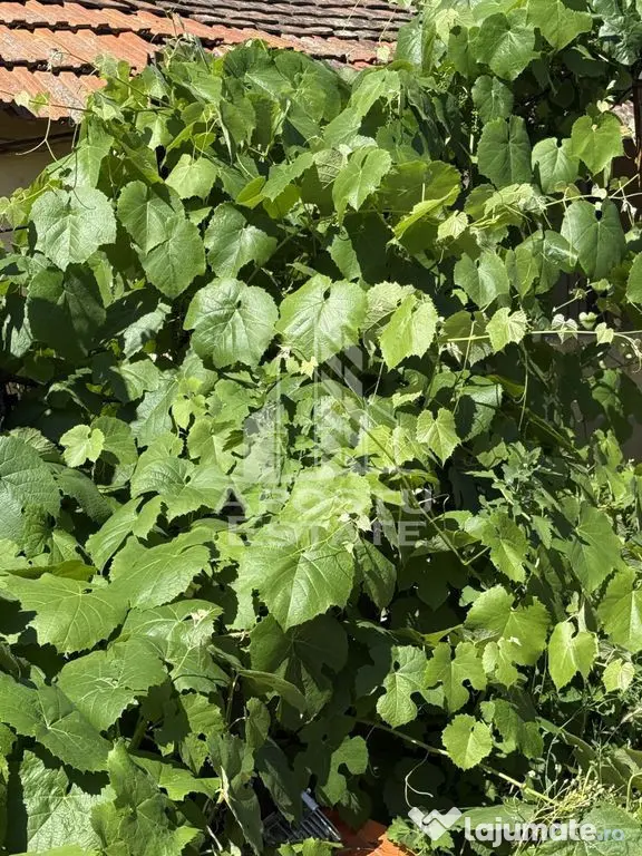 Casă veche în Bazos cu teren 1439 mp - Bazos (Timis)