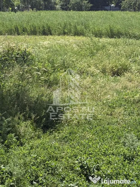 Casă veche în Bazos cu teren 1439 mp - Bazos (Timis)