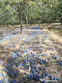 Prune pentru țuică din soiurile Stanley și Anaspath 