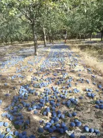 Prune pentru țuică din soiurile Stanley și Anaspath