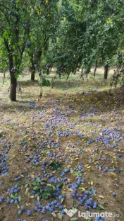 Prune pentru țuică din soiurile Stanley și Anaspath