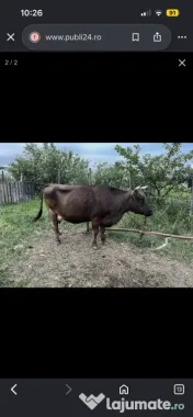 Vand vaci de lapte