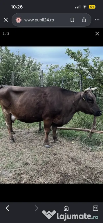 Vand vaci de lapte