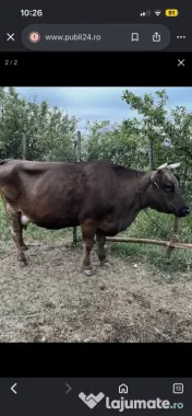 Vand vaci de lapte