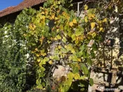 Casa veche in Recas cu teren generos de 1438 mp 