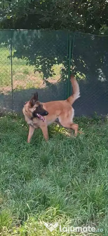 Baiat belgian malinois