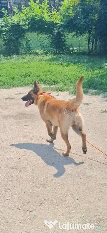 Baiat belgian malinois