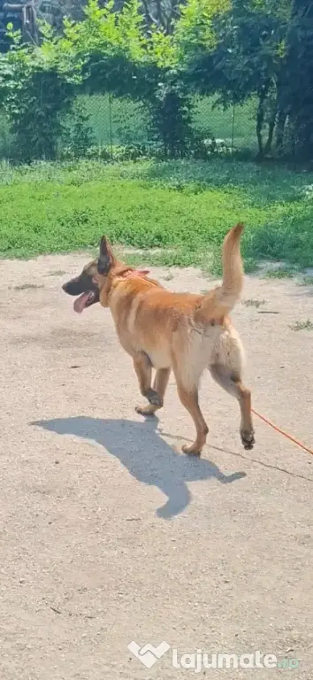 Baiat belgian malinois