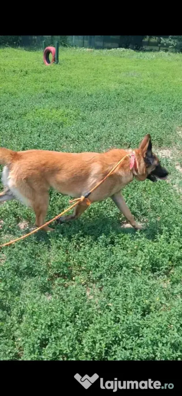 Baiat belgian malinois