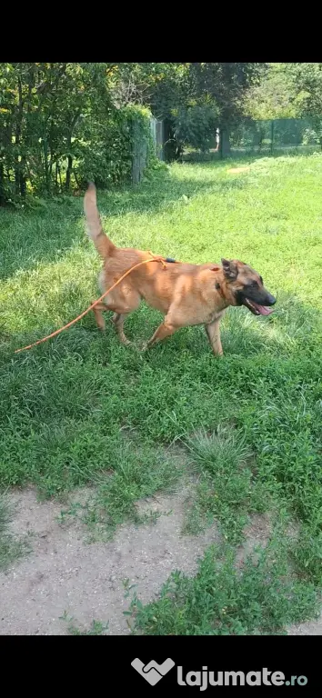 Baiat belgian malinois