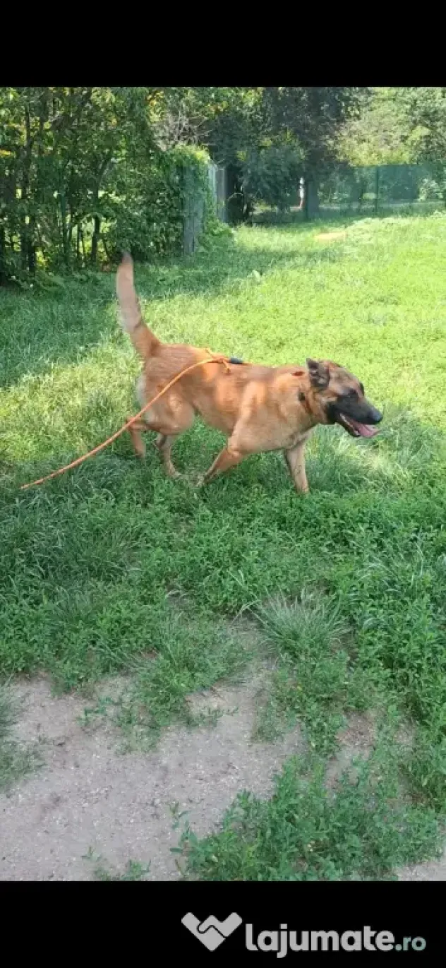Baiat belgian malinois