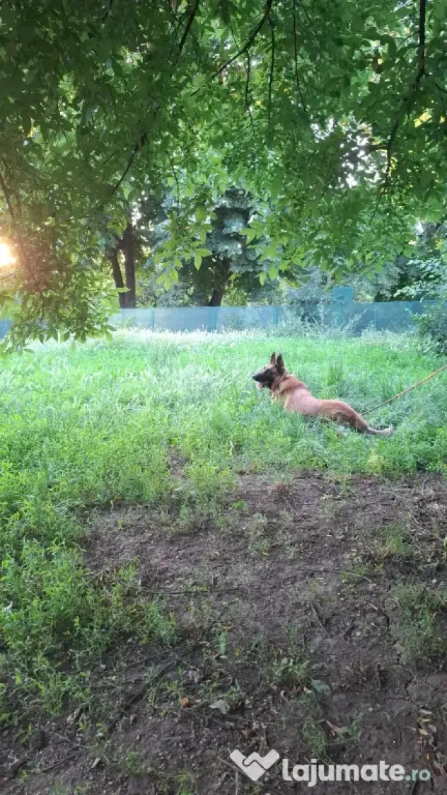 Baiat belgian malinois